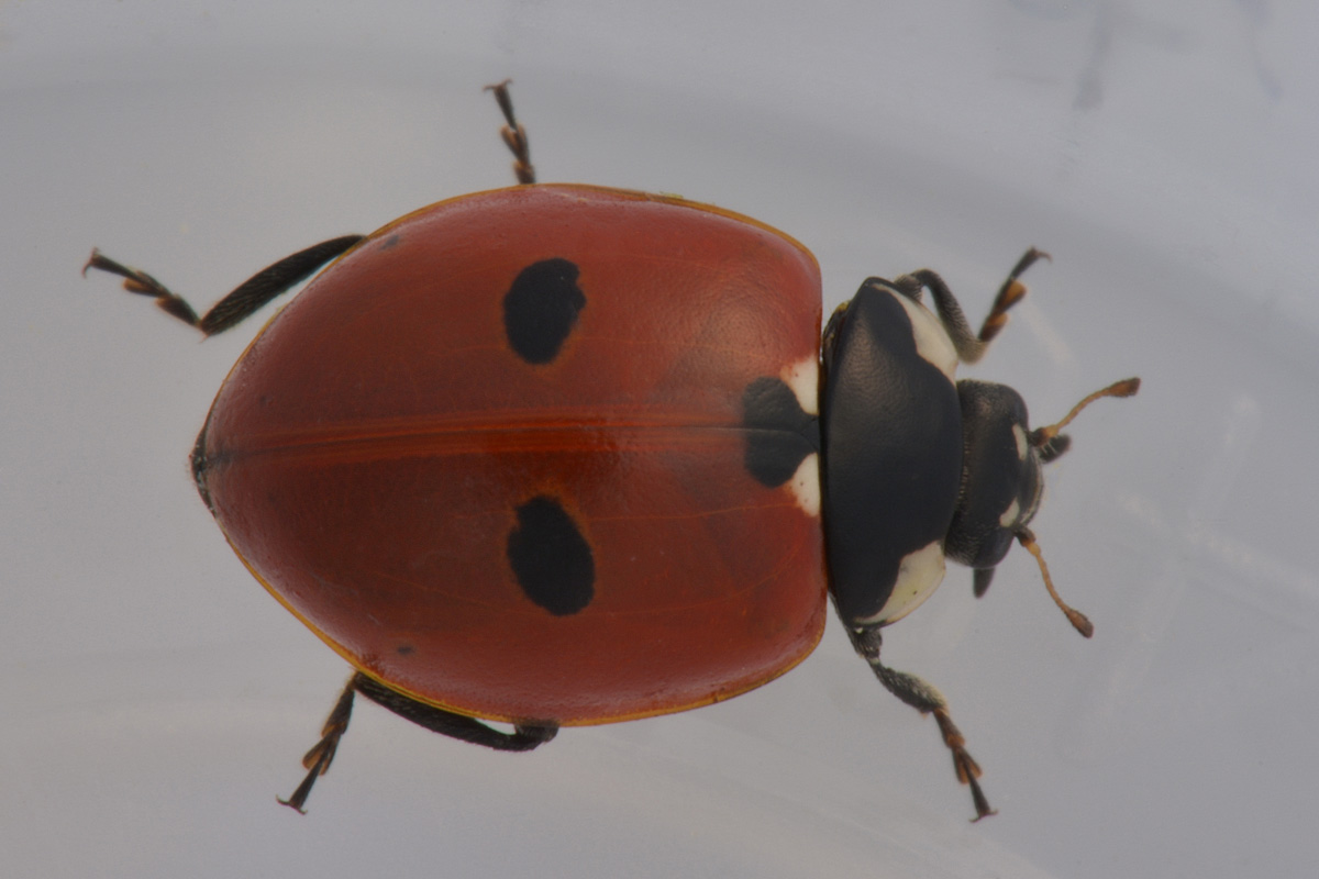 Coccinella quinquepunctata (svernante?) vs Adalia bipunctata